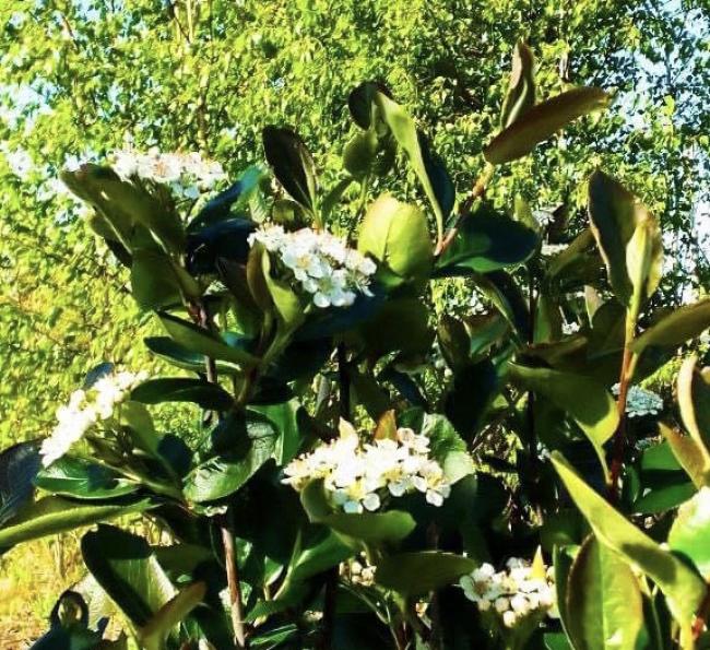 У нацпарку на Рівненщині показали, як квітують кущі серед лісу (ФОТО)