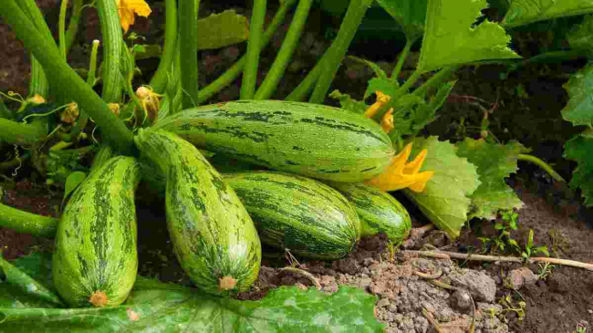 Коли та як садити кабачки: важливі правила для багатого врожаю