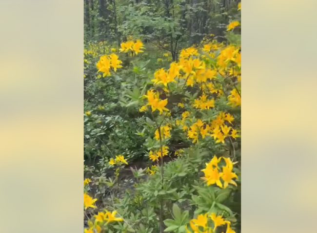 На Рівненському Поліссі розквітли унікальні жовті азалії (ВІДЕО)