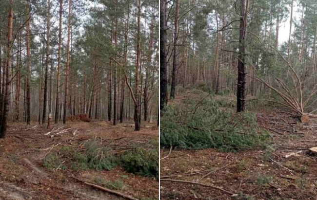У заказнику на Рівненщині незаконно вирубали дерев на понад 66 млн грн