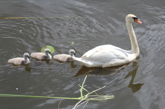 У Костополі на річці помітили лебедів та качок з "молодняком" (ФОТО)