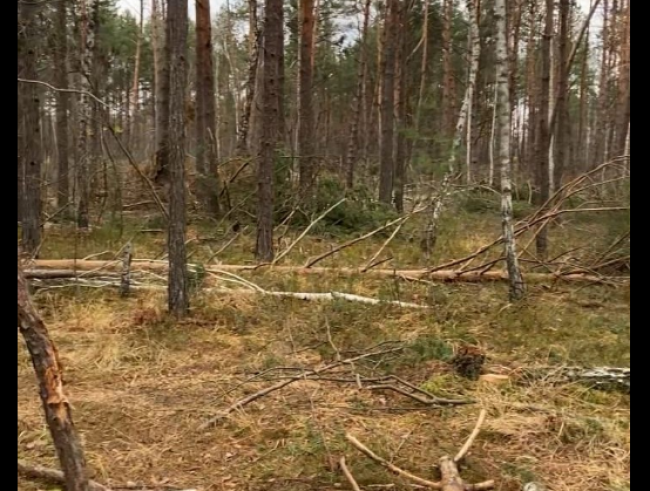 Понад 13 млн грн збитків: на півночі Рівненщини викрили масштабну вирубку лісу
