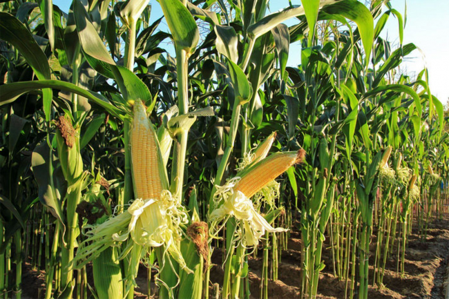 Гектари кукурудзи та проса згнили на полях Рівненщини, бо держпідприємство не зібрало урожай