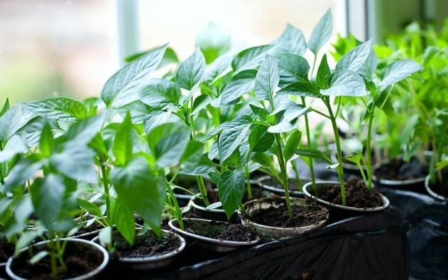 Як правильно вибрати якісну та здорову розсаду для садіння на городі