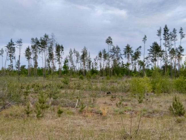 На Рівненщині державними стануть 1300 га "нічийних" лісів