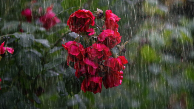 Короткочасні дощі та град: якою буде погода на Рівненщині в четвер