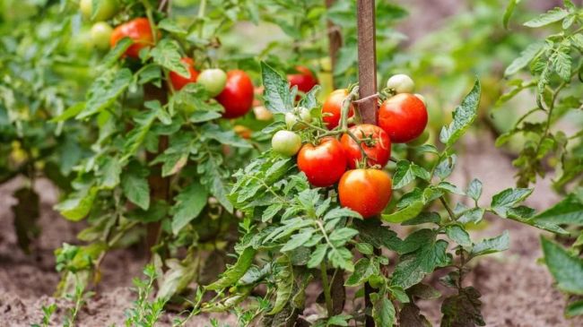 Помилки під час вирощування помідорів, через які можна втратити врожай