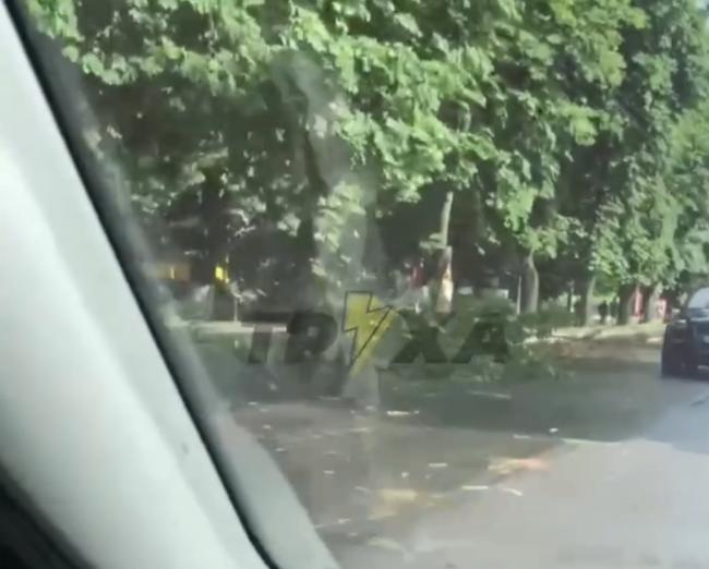 У Рівному на вулиці Грушевського негода повалила дерево (ВІДЕО)