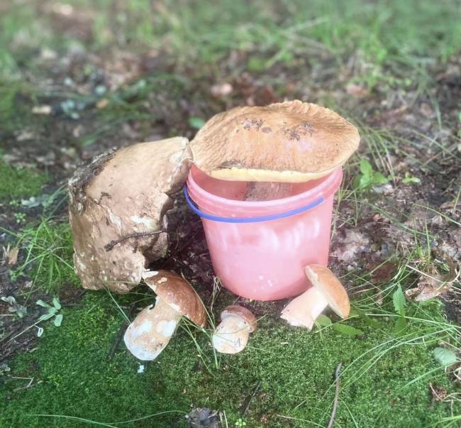 Мешканка Рівненщини відшукала гриби, більші за відро, і поділилася локацією