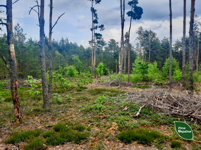 На Рівненщині узаконюють понад 1200 га Селянського лісу
