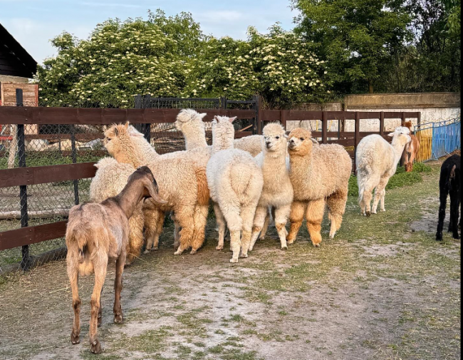 На фермі біля Рівного можна погладити та погодувати альпак і кіз (ФОТО)