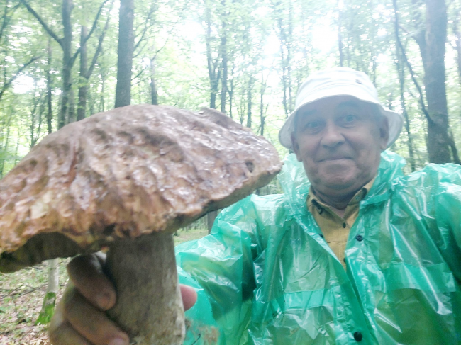 У лісах на Рівненщині в дощовиту погоду знаходять гриби-гіганти (ФОТО, ВІДЕО)