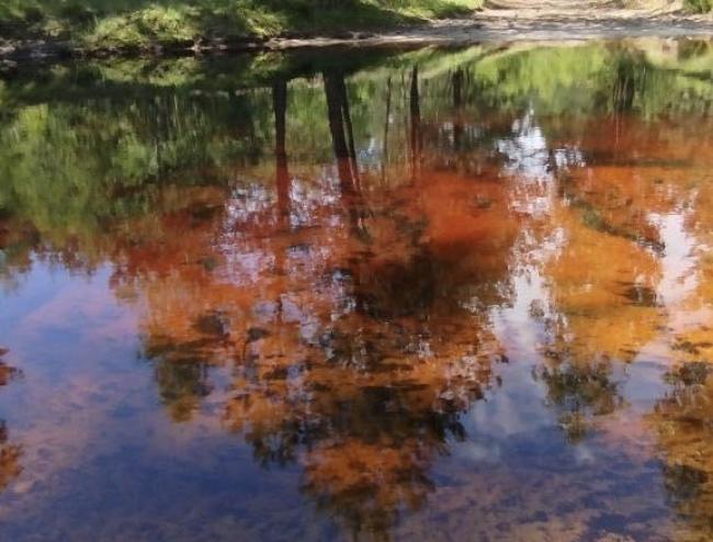 У нацпарку на Рівненщині розповіли, чому його річки мають унікальне бурштинове забарвлення (ФОТО)