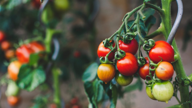 Чорна попелиця на помідорах: як із нею боротися, аби не втратити врожай