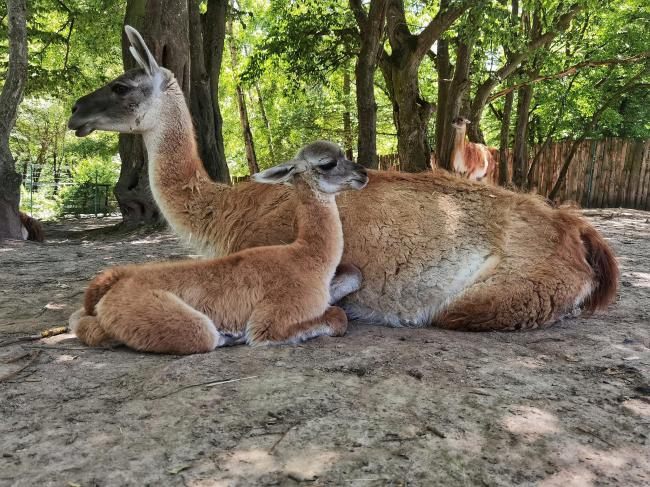 У Рівненському зоопарку - поповнення у сімействі гуанако