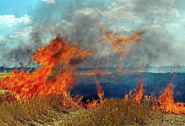 Відомо, скільки загорянь в екосистемах Рівненщини сталося цьогоріч
