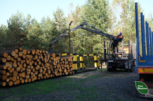 Відомо, які породи дерев найчастіше реалізовують лісівники на Рівненщині