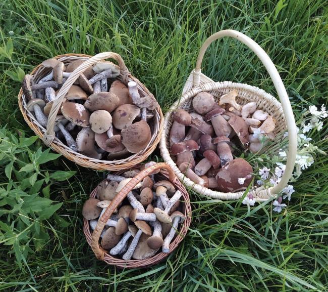 «Білих та лисичок поменшало»: жителька Рівненщини розповіла, де шукати гриби