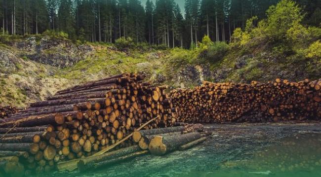 Селищна рада на Рівненщині сплатила майже 3 млн грн за незаконну порубку лісу