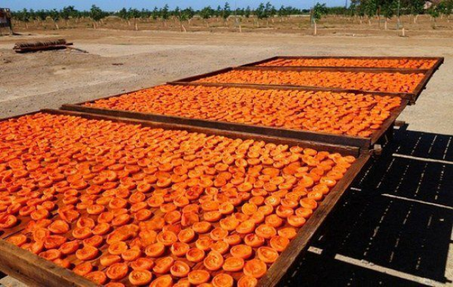 Як правильно сушити абрикоси на курагу: 3 способи