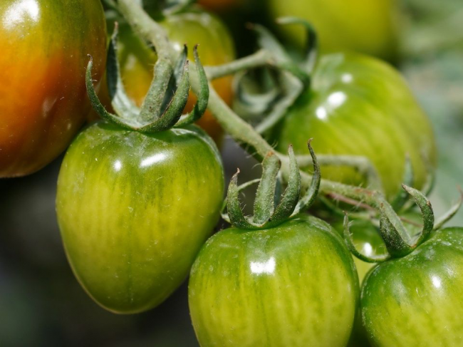 Підживлення для солодкості: чим удобрити помідори під час дозрівання