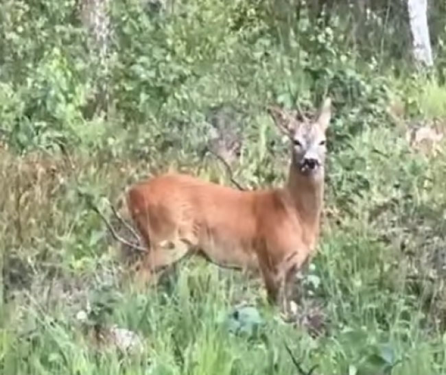 На Рівненщині косуля позувала на камеру (ВІДЕО)