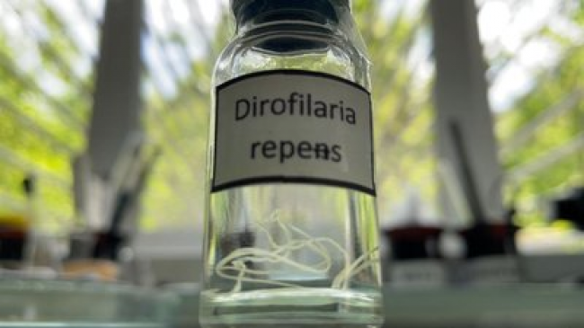 Відомо, у яких громадах Рівненщини найчастіше виявляли підшкірних паразитів у людей