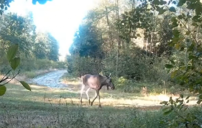 На Рівненщині лось і сімейство косуль потрапили на камеру (ВІДЕО)