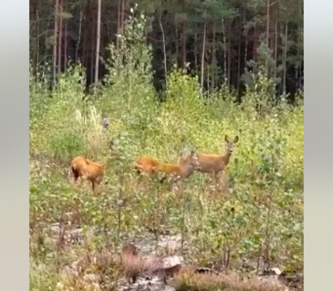 На Рівненщині біля лісу розгулювала зграйка косуль (ВІДЕО)