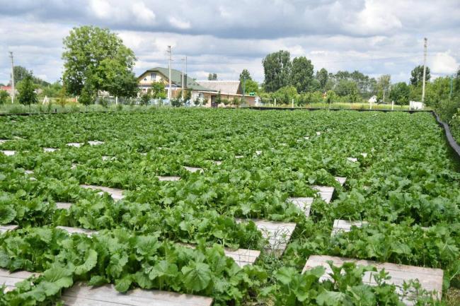 На Рівненщині знаходиться ферма, де за сезон розводять і реалізують понад 20 тонн равликів (ФОТО)