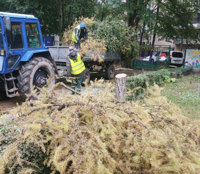 У Рівному біля ліцеїв, гімназій і садочків зрізають аварійні дерева