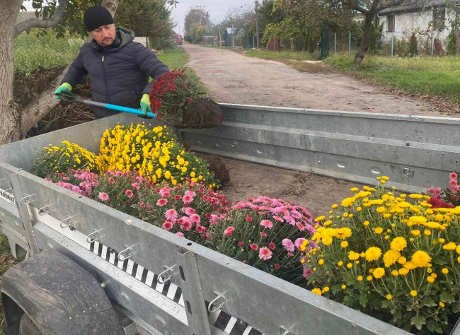 У місті на Рівненщині висадили барвисті хризантеми (ФОТО)