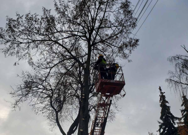 У Рівному комунальники готують зелені насадження до осінньо-зимового періоду