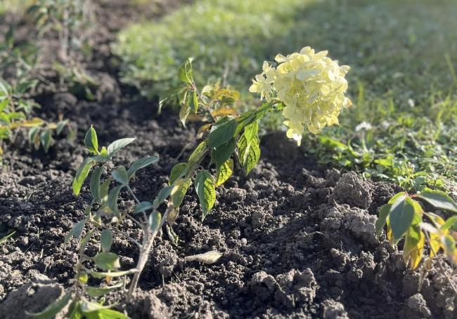 У Рівному біля пам`ятників та на Театральній площі висадили гортензії