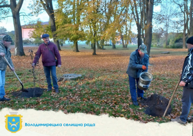 У селищі на Рівненщині висаджують молоді дерева на зміну зрізаним (ФОТО)