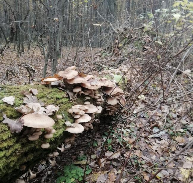 На Рівненщині чоловік знайшов ціле дерево, всіяне опеньками (ФОТО)