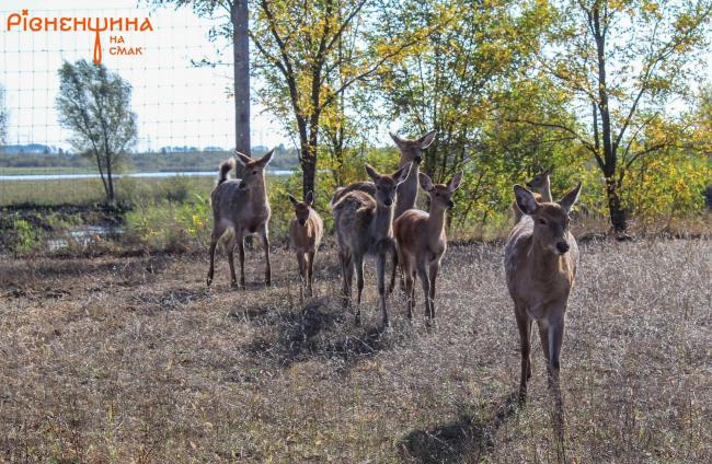 Ласують хлібом з рук: на Рівненщині можна помилуватися оленями та ланями