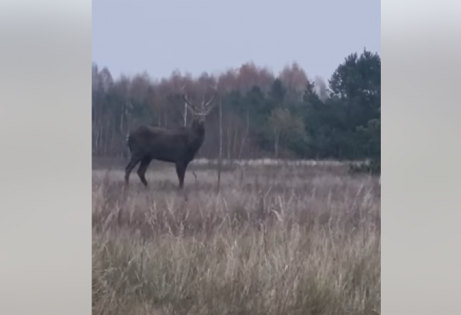 Житель Рівненщини зняв на камеру красеня-оленя біля лісу (ВІДЕО)