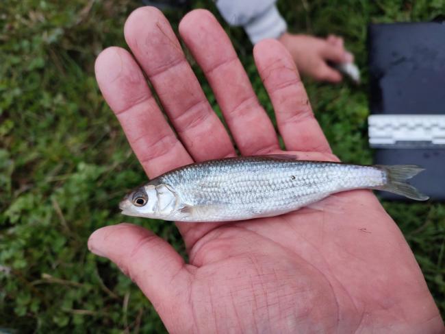 У водоймі на Рівненщині зафіксували новий вид риби, який занесений до Червоної книги