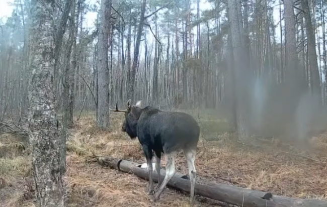 У лісі на Рівненщині дорослий лось потрапив на камеру (ВІДЕО)