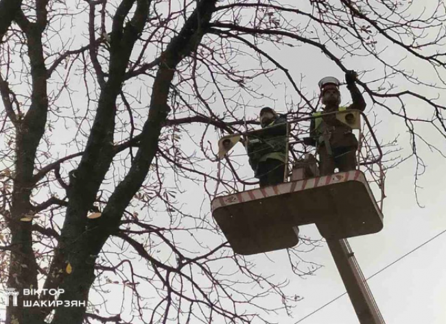 У Рівному зрізають аварійні дерева біля садочків, гімназій та ліцеїв