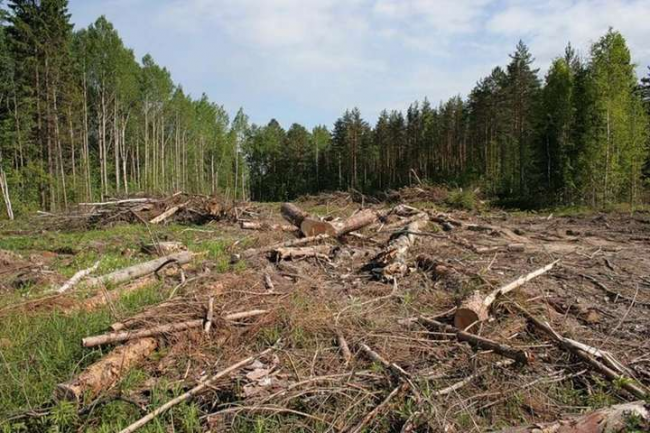 Лісгосп на Рівненщині виплатив понад 100 тис. грн збитків за незаконну вирубку лісу