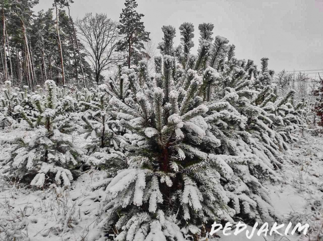 Казкова зима: у мережі показали засніжені пейзажі Рівненщини (ФОТО)