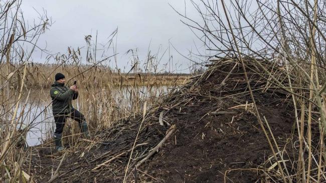 Перебуває під охороною: у нацпарку на Рівненщині провели облік бобра європейського