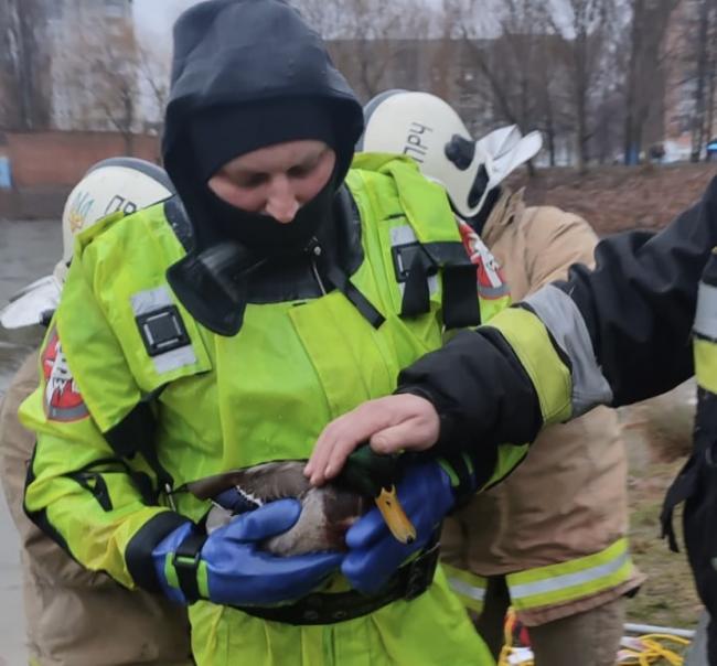 У Рівному надзвичайники рятували травмованого селезня: показали відео