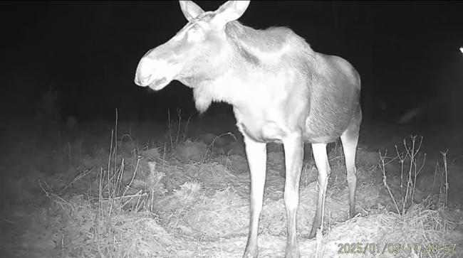 У нацпарку на Рівненщині фотопастка вперше зафільмувала лося (ВІДЕО)