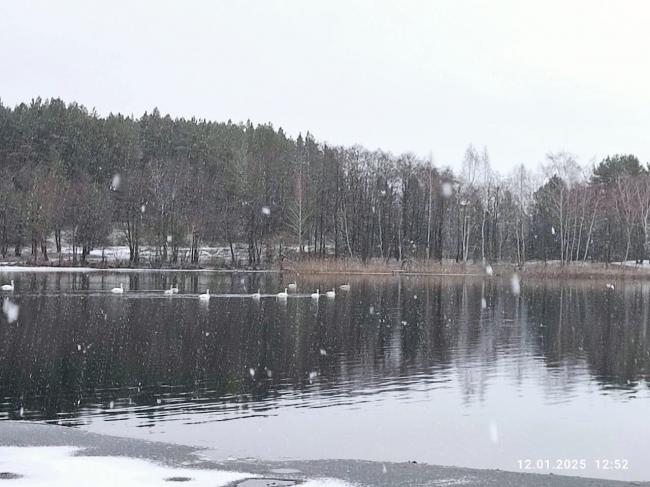 У нацпарку на Рівненщині показали світлини озера та птахів, що залишилися зимувати