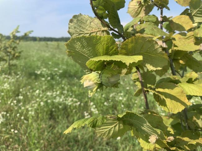 Відомо, яких садів найбільше висадили аграрії  Рівненщини за грантові гроші