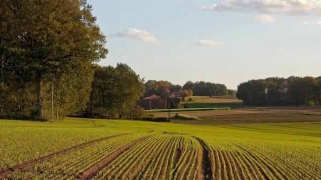 Селищна рада на Рівненщині незаконно передала жителю ділянку вартістю понад 1 млн грн