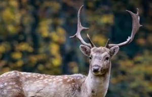На Поліссі — черговий факт браконьєрства: вбито оленя